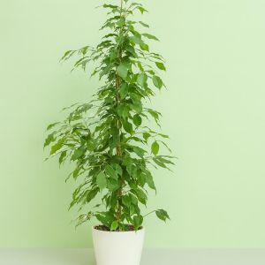 Ficus benjamina (Danita) Studio