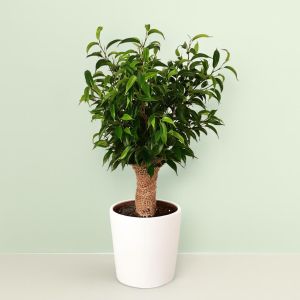 Ficus Natasja Jute stam 12 cm Studio