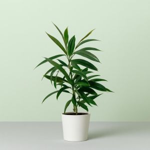 Ficus Binnendijkii Amstel King 17 cm pot Studio