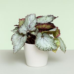 Begonia Grey Studio