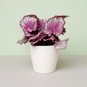Begonia Purpe Studio