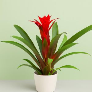 Bromelia Red v2 Studio