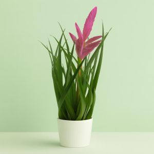 Bromelia Tillandsia Antonio Studio