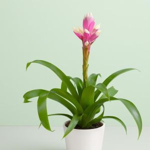 Guzmania Candy Studio