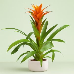 Guzmania Orange Studio