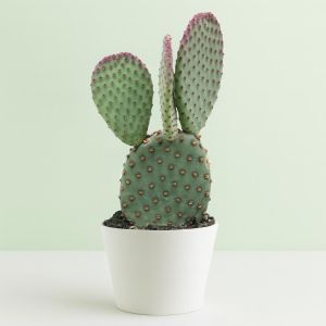 Opuntia macrosalyx.jpg Studio