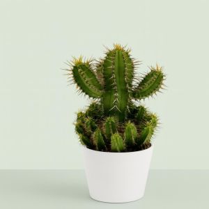 Euphorbia fruticosa 8 Studio