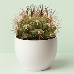 Gymnocalycium saglione 13 cm.jpg Studio