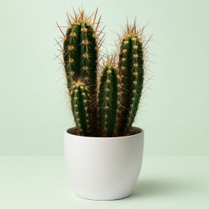 neocardenasia  herzogiana.jpg Studio