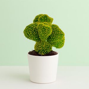 Opuntia Cristata 10 Studio