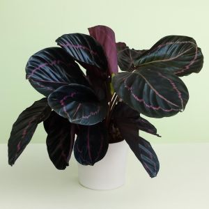 Calathea Dottie Studio