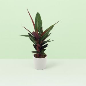 Sanguinea Triostar Studio