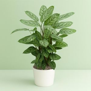 Ctenanthe setosa Studio