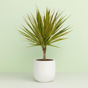 Dracaena Bicolour 11 cm Studio