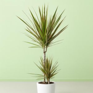 dracaena hoog v1 Studio