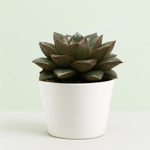 echeveria chinensis Studio