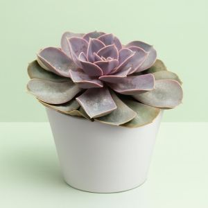 Echeveria pearl von Neurenberg Studio