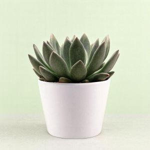 Echeveria spica Studio Studio