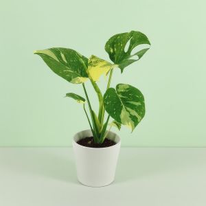 Monstera d.Thai Constellation Studio