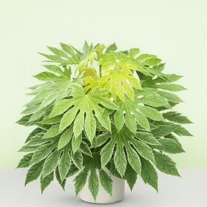 Fatsia japonica Variegata Studio