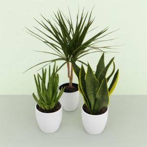 Dracaena Marginata  Aloe Vera Sansevieria Superba Studio