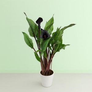 Zantedeschia Black Studio