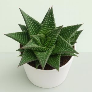 Haworthia limifolia.jpg Studio