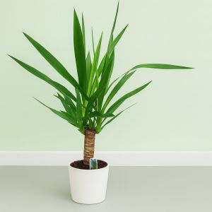 Yucca Elephantipes17 cm.jpg Studio