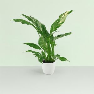 Spathiphyllum Diamond Studio