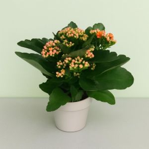 kalanchoe blossfeldiana Orange Studio