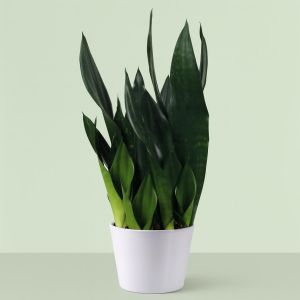 Sansevieria Robusta   hoogte 50 55 Studio
