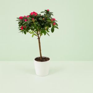 Rhododendron Simsii Dark Pink Standard Studio