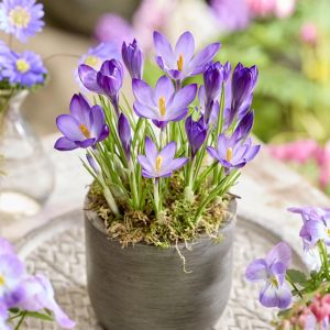 Cornuis Flower Record op pot