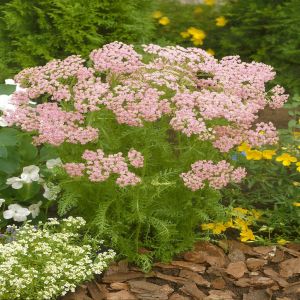 Achillea millefolium Pink Studio [Garden Colours, Garden Colours]