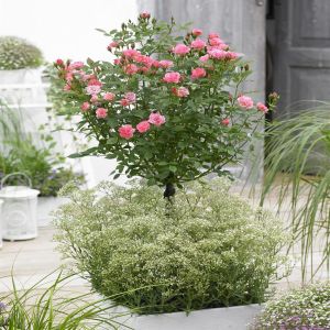 visi141899 Als Poulteeny Perfect Pink