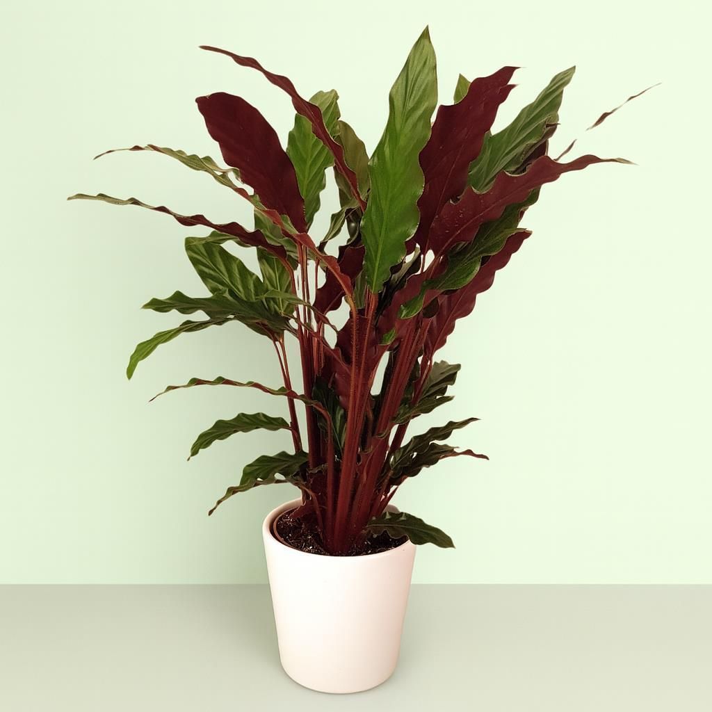 Calathea Rufibarba  Plante d'intrieur