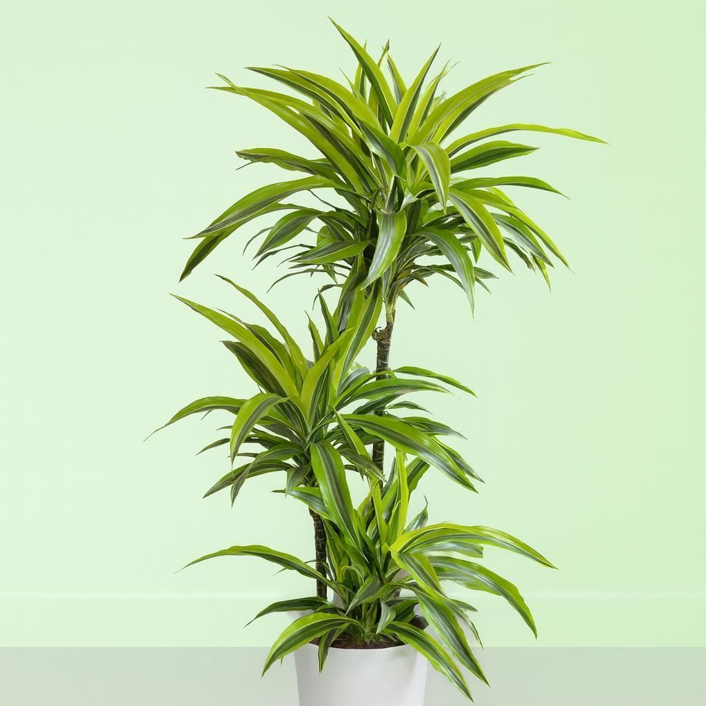 rhododendron c30 PJM Compact Rhododendron 1 Gallon - Cold-Hardy Lavender-Pink Rhododendron